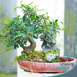 بونسای فیکوس رتوزا