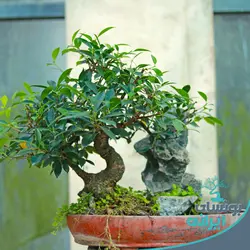 بونسای فیکوس رتوزا