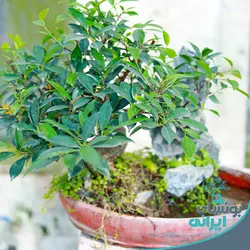 بونسای فیکوس رتوزا