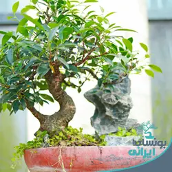 بونسای فیکوس رتوزا