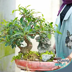 بونسای فیکوس رتوزا