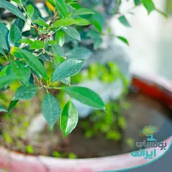بونسای فیکوس رتوزا
