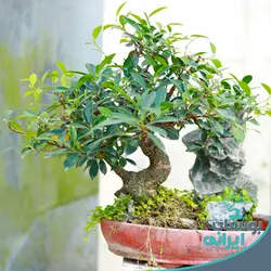 بونسای فیکوس رتوزا