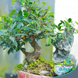 بونسای فیکوس رتوزا