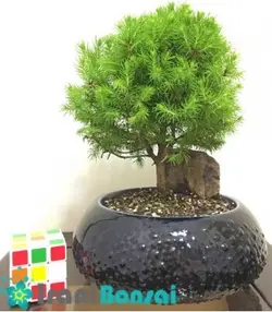 بونسای کاج کونیکا