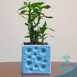 گیاه لوتوس ژاپنی