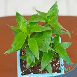 گیاه لوتوس ژاپنی