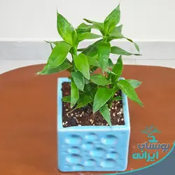 گیاه لوتوس ژاپنی