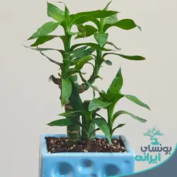 گیاه لوتوس ژاپنی