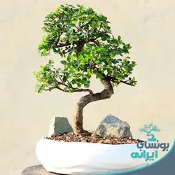بن سای نارون کلکسیونی