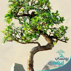 بن سای نارون کلکسیونی