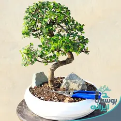 بن سای نارون کلکسیونی