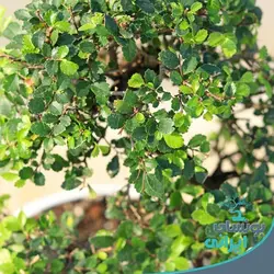 بن سای نارون کلکسیونی