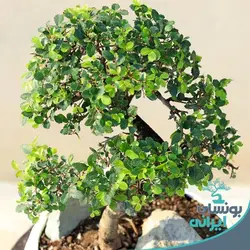 بن سای نارون کلکسیونی