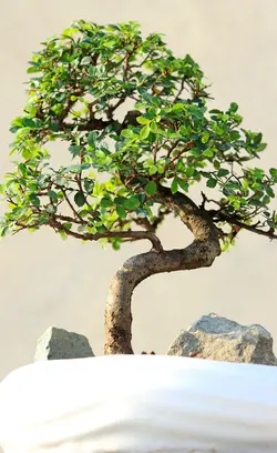 بن سای نارون کلکسیونی