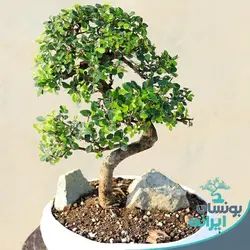 بن سای نارون کلکسیونی