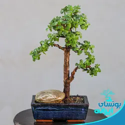 پیش بنسای جید یا خرفه ایی