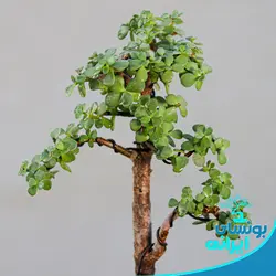 پیش بنسای جید یا خرفه ایی