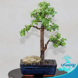 پیش بنسای جید یا خرفه ایی