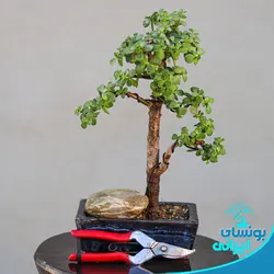 پیش بنسای جید یا خرفه ایی