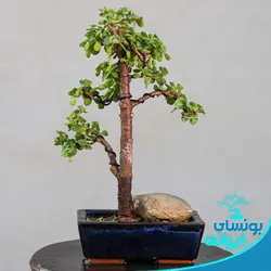 پیش بنسای جید یا خرفه ایی