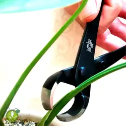 انبر مقعر بر