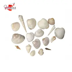 بسته کامل صدف، حلزون و گوش ماهی سایز بزرگ (150 گرم)