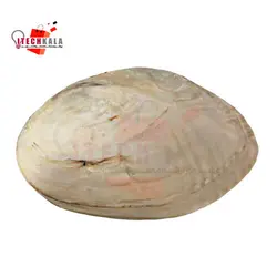 صدف بسیار بزرگ