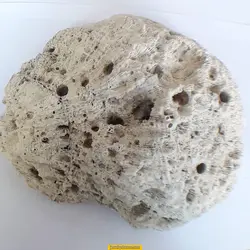 سنگ ناب و خوشرنگ مرجان1023 گرم MYM11