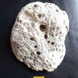 سنگ ناب و خوشرنگ مرجان1023 گرم MYM11