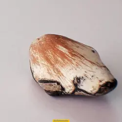 اسکالوسایت 121.5ctکد MYM36