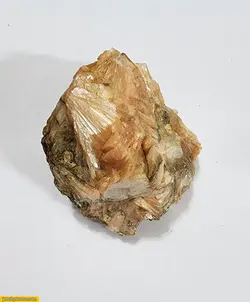 اسکالوسایت 85گرم  کدmym41