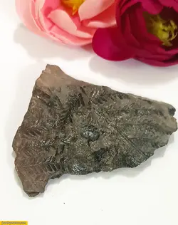 فسیل برگ40 گرم کد2 fo