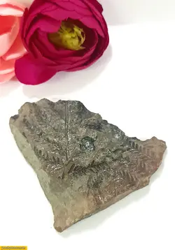 فسیل برگ40 گرم کد2 fo