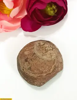 فسیل صدف 59 گرم کد 4 Fo