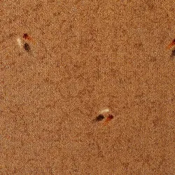 موکت طرح زیتون