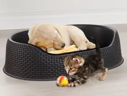 خرید لانه حصیری سگ و گربه کرور (CURVER) بزرگ - فروشگاه اینترنتی خانه نو