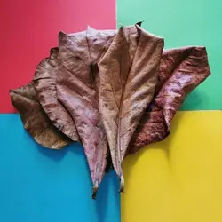 برگ درخت بادام هندی