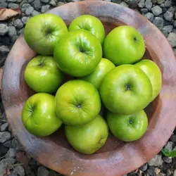 کنار سبز پیوندی