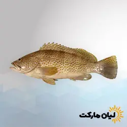 ماهی هامور اصلی - بسته پنج کیلویی
