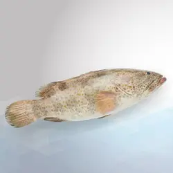 ماهی هامور اصلی - بسته پنج کیلویی