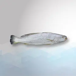 ماهی شوریده – بسته پنج کیلویی