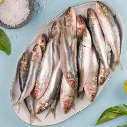 ماهی ساردین تازه جنوب