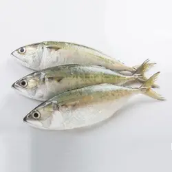 ماهی طلال تازه جنوب