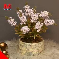 گل سنبل با گلدان سایز کوچک