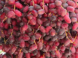 پاجوش نخل خرما خنیزی