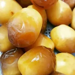 پاجوش نخل خرما هلیلی