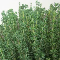 بذر آویشن باغی