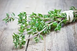 بذر آویشن باغی