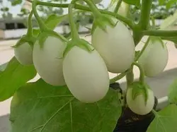 بذر بادمجان تخم مرغی زینتی سفید